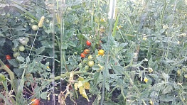 Созревание в теплице из профилированного поликарбоната "Пластилюкс для теплиц"