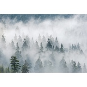 Фотообои Фотообойкин Лес в тумане Pt-048_4 (4х2,7 м)