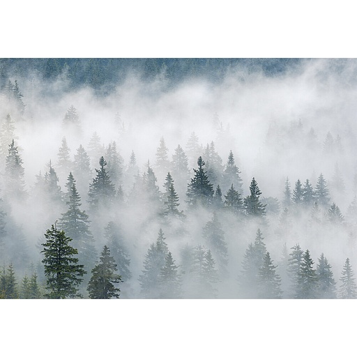 Фотообои Фотообойкин Лес в тумане Pt-048_4 (4х2,7 м) Фотообои Фотообойкин Лес в тумане Pt-048_4 (4х2,7 м)