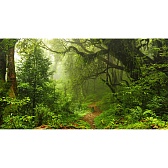 Фотообои Фотообойкин Лес Pt-044_5 (5х2,7 м) Фотообои Фотообойкин Лес Pt-044_5 (5х2,7 м)