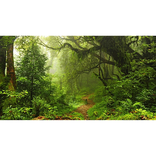Фотообои Фотообойкин Лес Pt-044_5 (5х2,7 м)