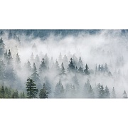 Фотообои Фотообойкин Лес в тумане Pt-047_5 (5х2,7 м)